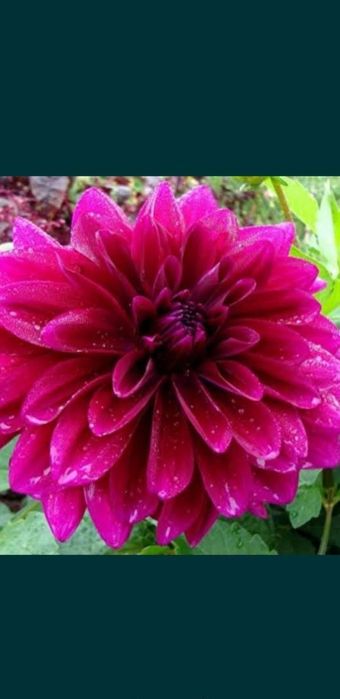 Продаю георгины .