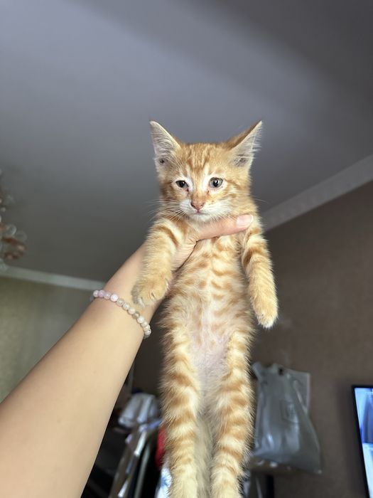 В добрые руки котенка / bepul