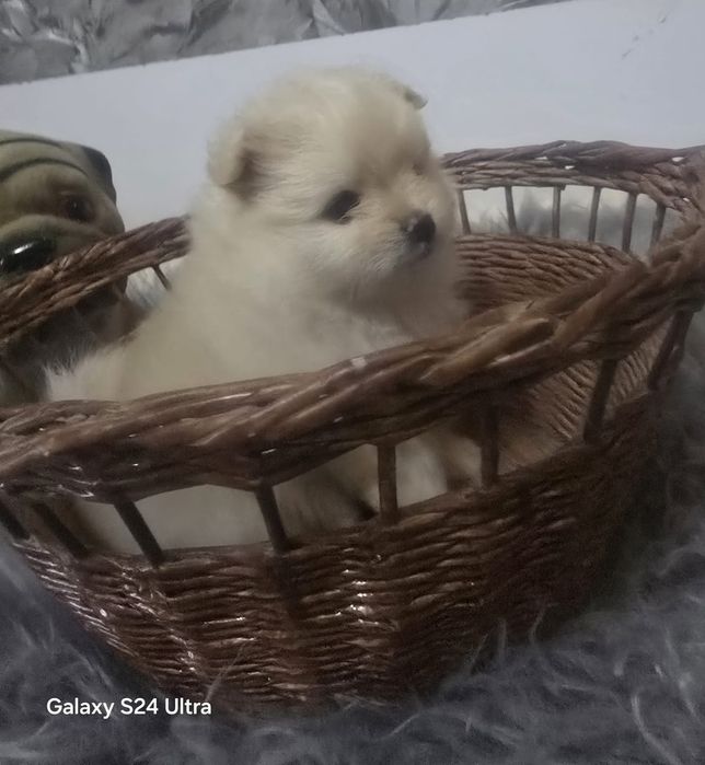 Девочка щенок Померанский шпиц