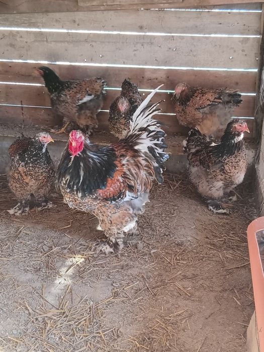 Ouă Brahma porțelan si bobat