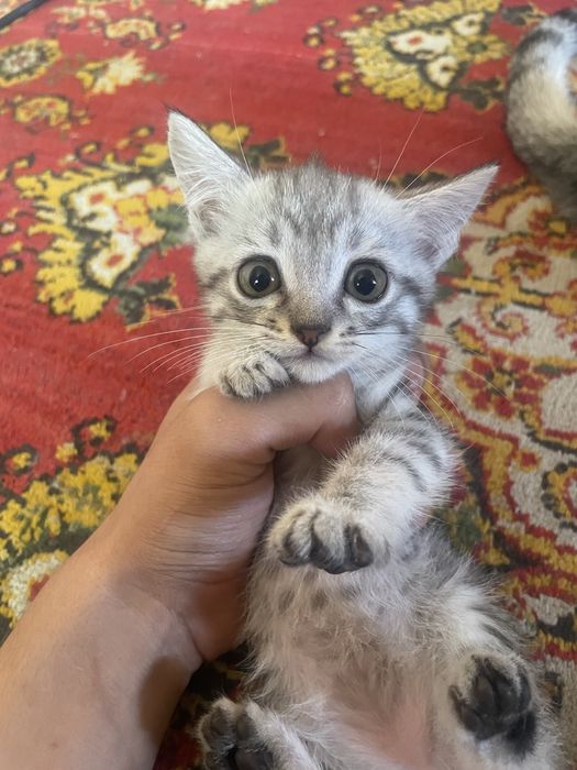 Mushuklar sotiladi