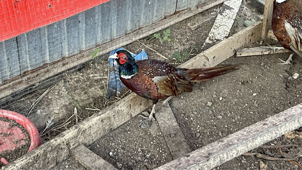 Кыргауыл сатылады