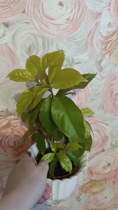 Переския , 2 ствола, цена 2500