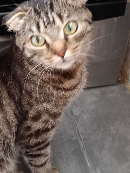 Стерильная девочка в надёжные руки