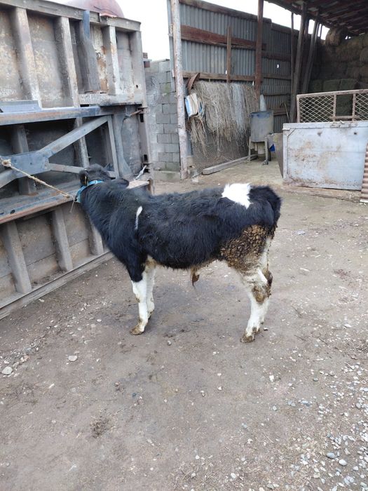 Асалам алейкум продам бычок 360 тысяч уена