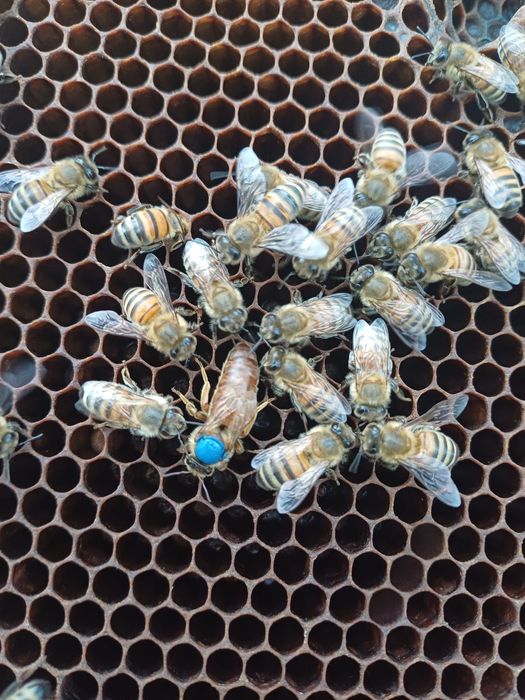 Vând mătci Buckfast