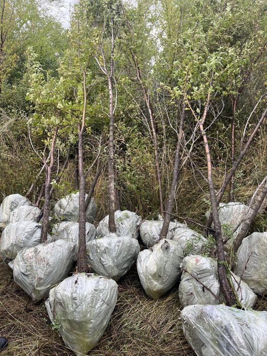 Карагач вяз живая изгородь