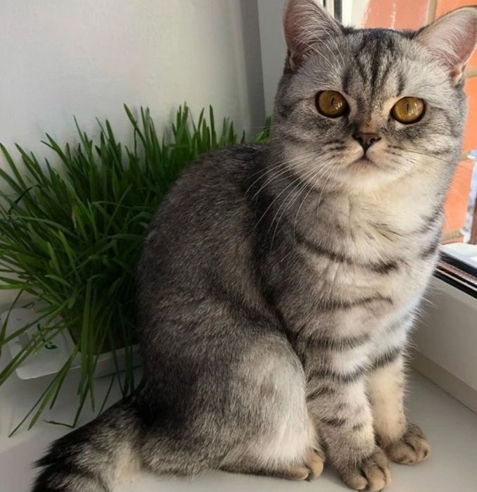 Котята скоттиш страйт