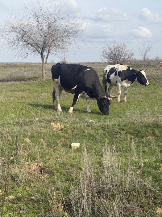 Продаются коровы