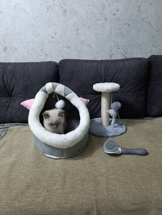 Котенок 2мес, шотландский вислоухий!