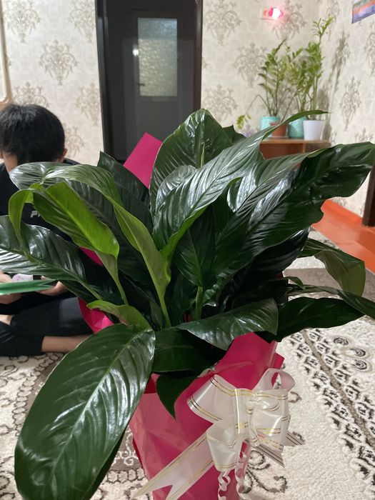 Комнатные цветы 8000тг