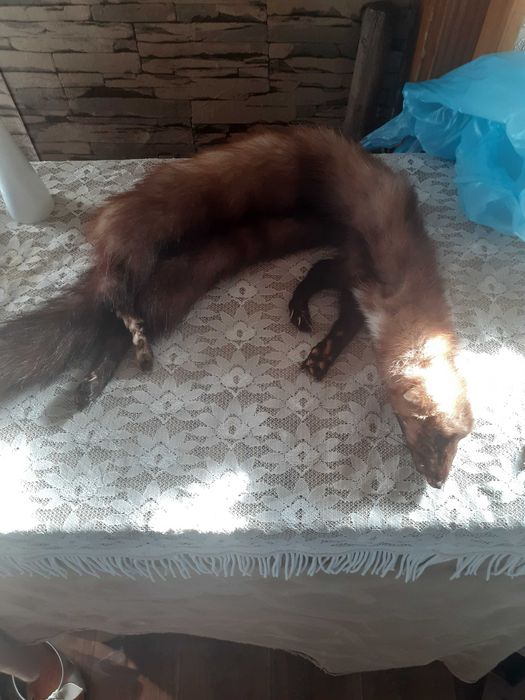 Продавам препарирана невестулка