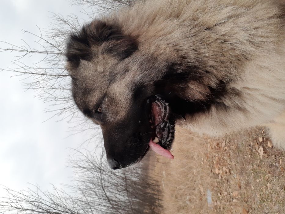 Вязка ,,Кавказец,,