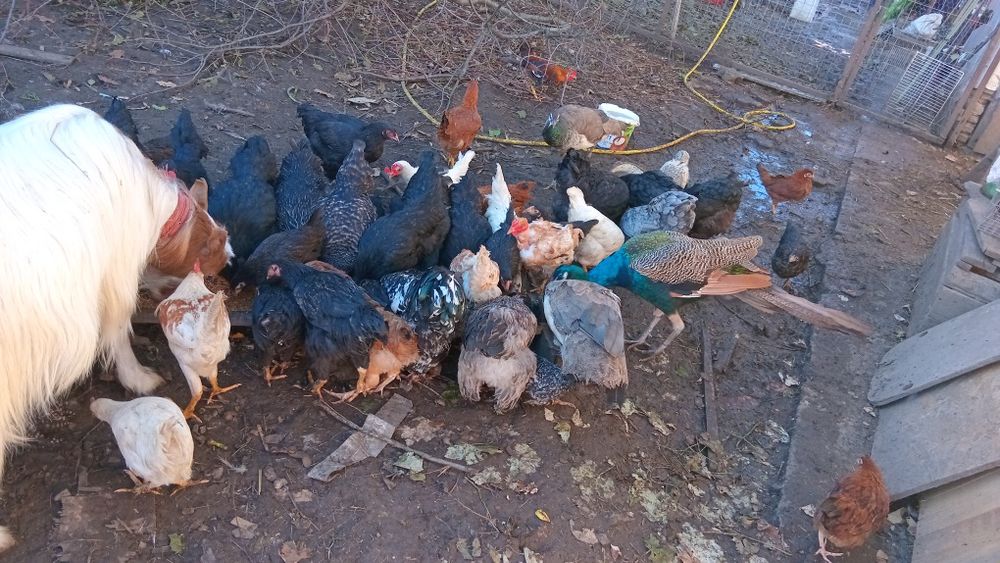 Vănd ouă  si păsări de diferite rase si speci