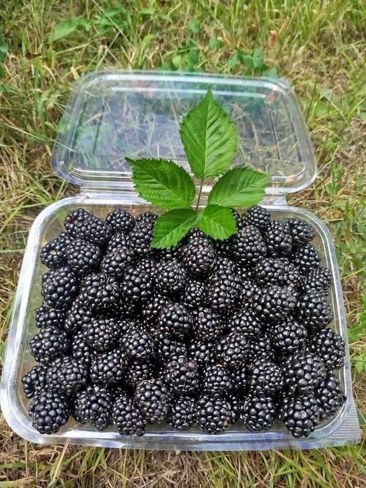 Vând Zmeura și Mure bio in județul Arad.