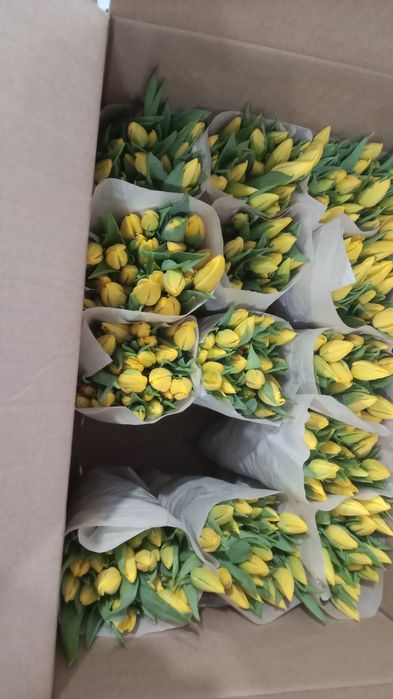 Продам тюльпаны свежие