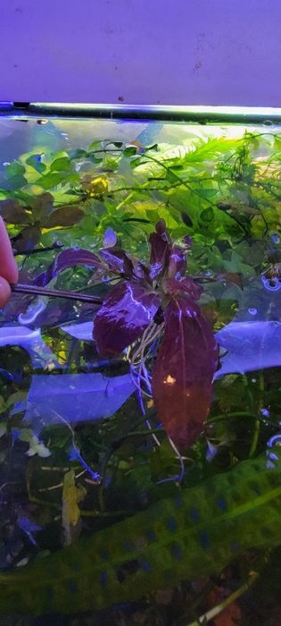 Эхинодорус оцелот красный