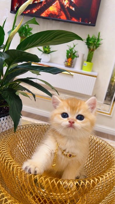 Золотая шиншилла