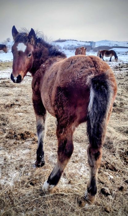 Manza 5 luni breton comtois