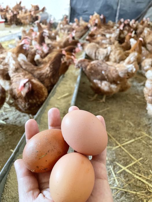 Gaini rosii ouatoare Isa Brown, Andrieșeni!