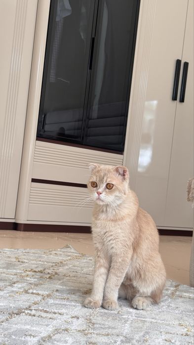 Вязка Scotish fold (мальчик ) 1 год 2 месяца (добрый , дружелюбный)