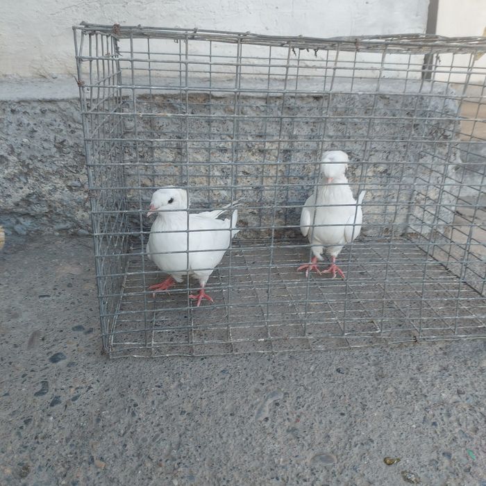 Бели двух чуби самец самка питак