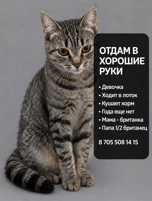 Отдам даром в хорошие руки