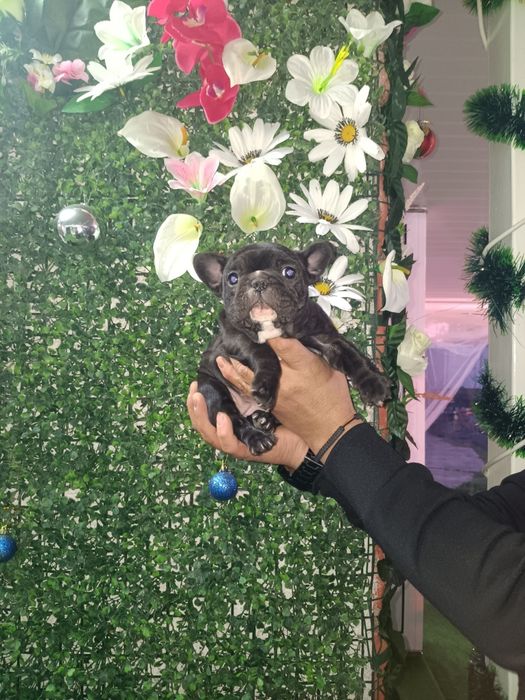 Френски булдог french bulldog