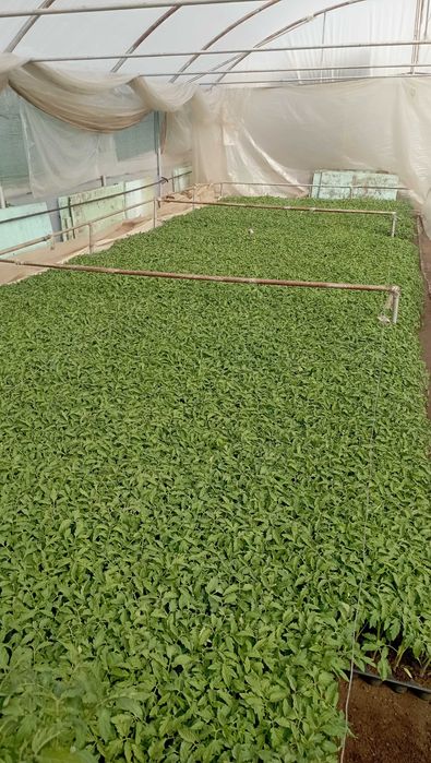 Rasad de roșii de vanzare.