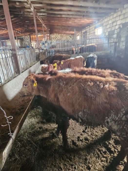 11 бас баспак сатылад