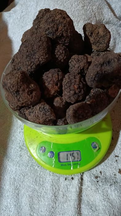 vand caine pentru trufe