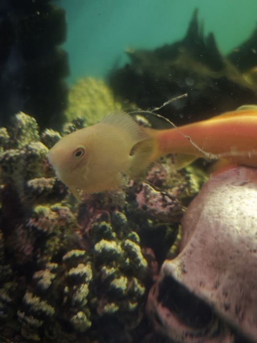 Аквариумные рыбы