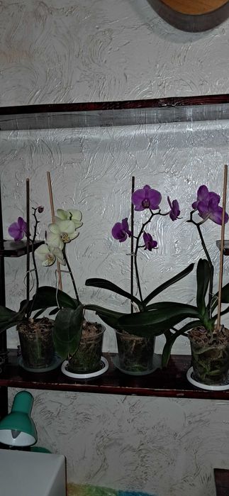 продам комнатные цветы