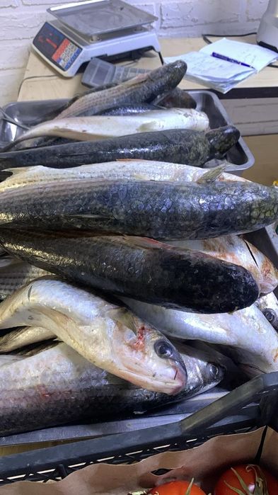 Свежий кефал бар.