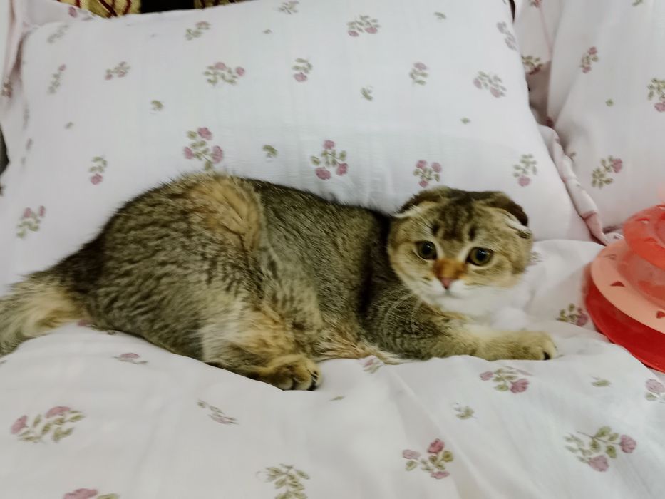 Выросла шикарная девочка 8 Мес