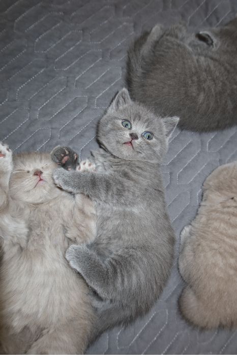 Британские котята ищут дом