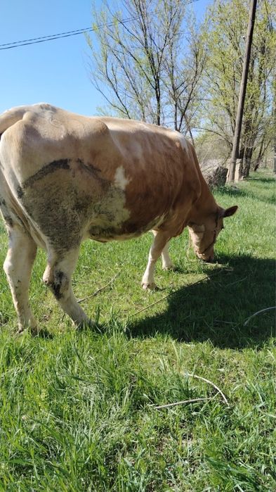 Продам корову скоро отелиться