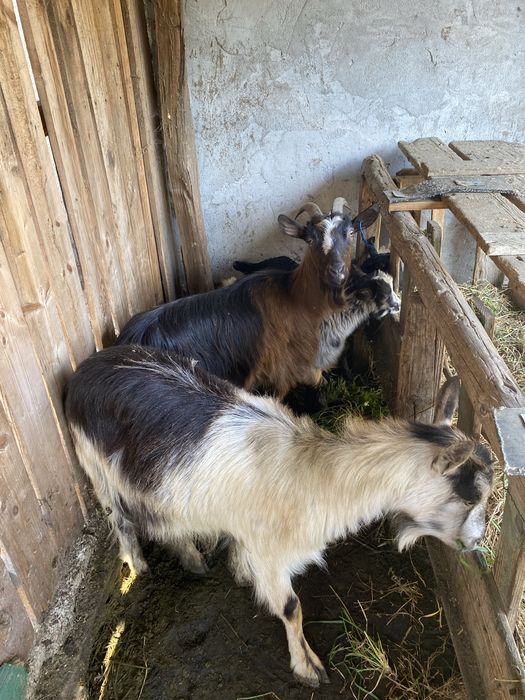 Capre cu iezi de vanzare