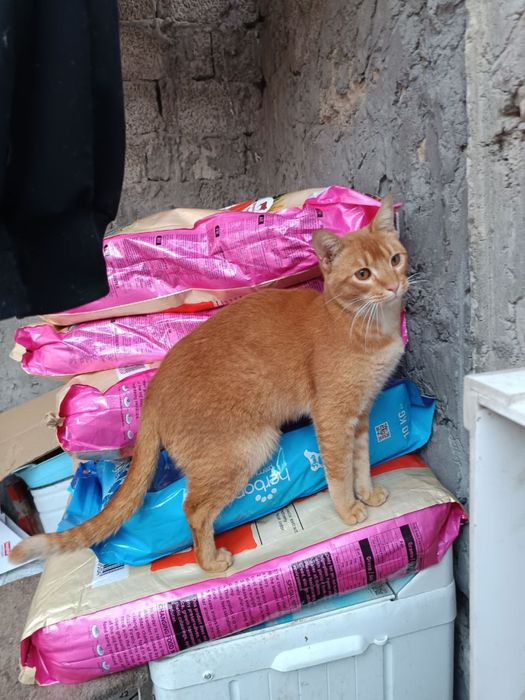 Коты и кошки ищут дом!