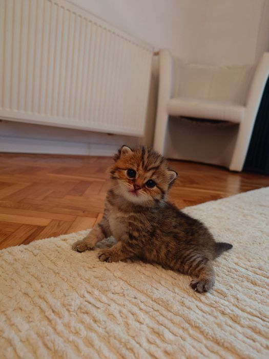 British shorthair golden cu pedigree