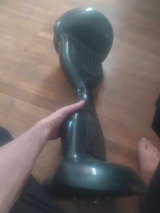 Гераскутор взрослый