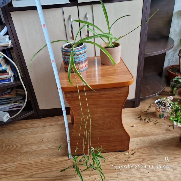 Planta voalul miresei