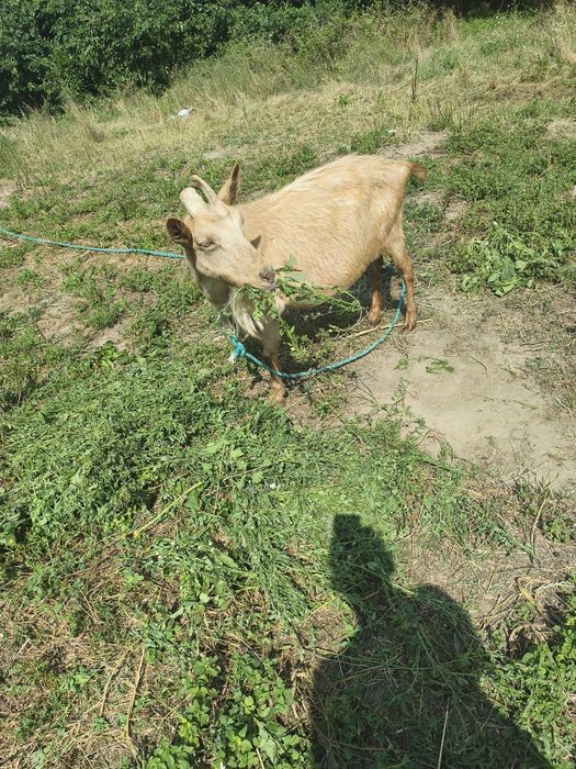 Vând capre cuminți bune de lapte