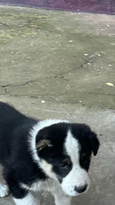 Щенок алабай продаю