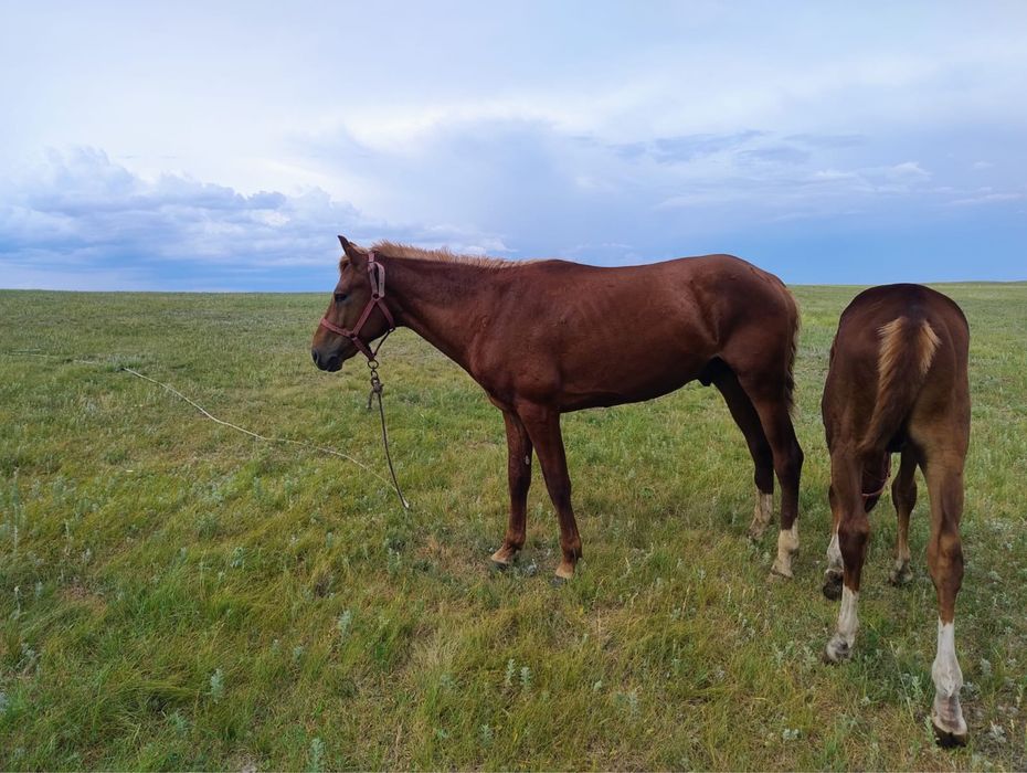 Полукровка құнан сатамын