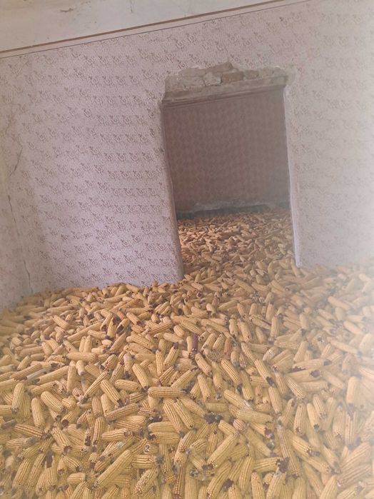 Porumb boabe și stiulete