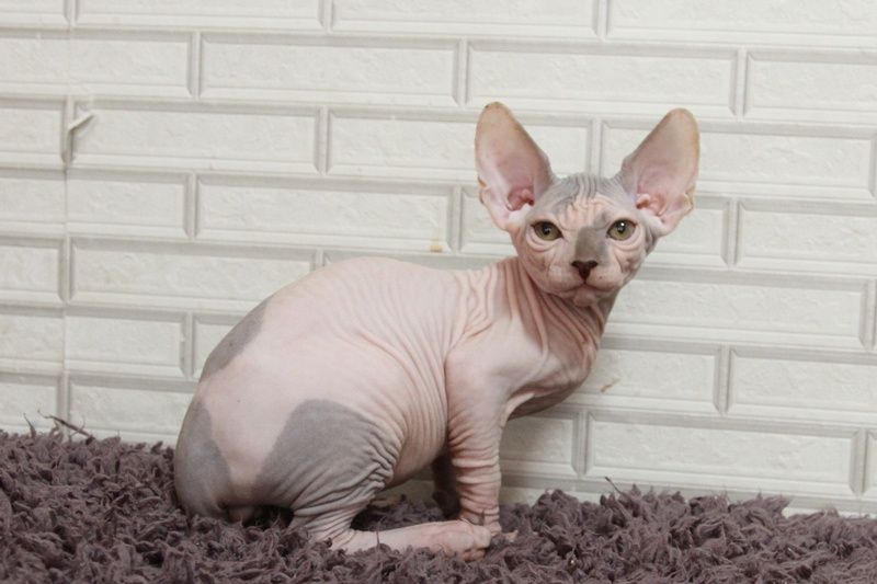 Котята. Канадские сфинксы