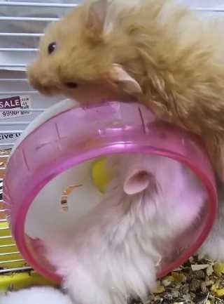 Сирийские Хомячки