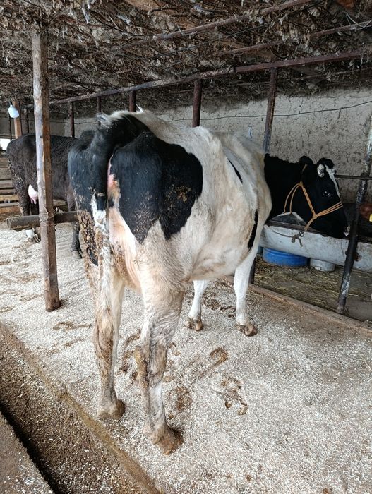 Корова Сиыр КРС.