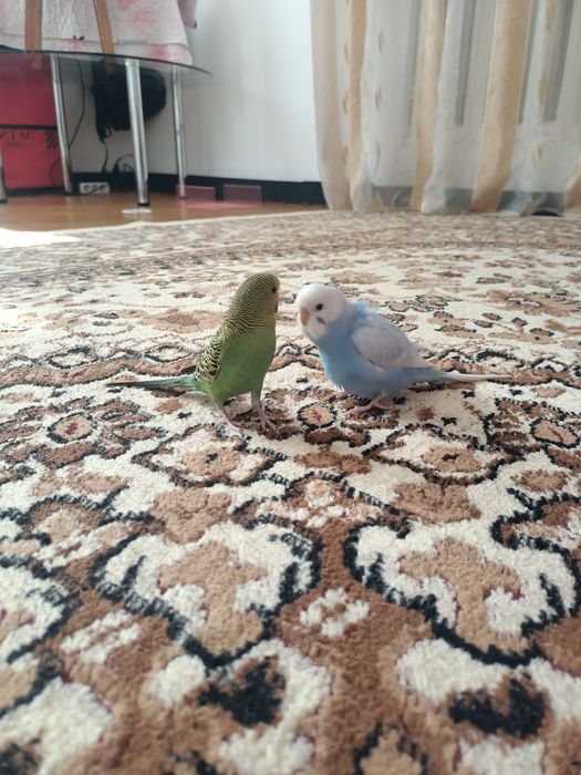 Продаю попугаев,с клеткой